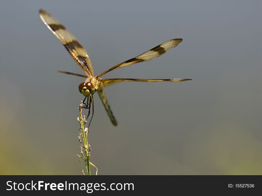 A Halloween penant dragonfly (Celithemis eponina) perches on a grass stalk at the edge of a marsh. A Halloween penant dragonfly (Celithemis eponina) perches on a grass stalk at the edge of a marsh.