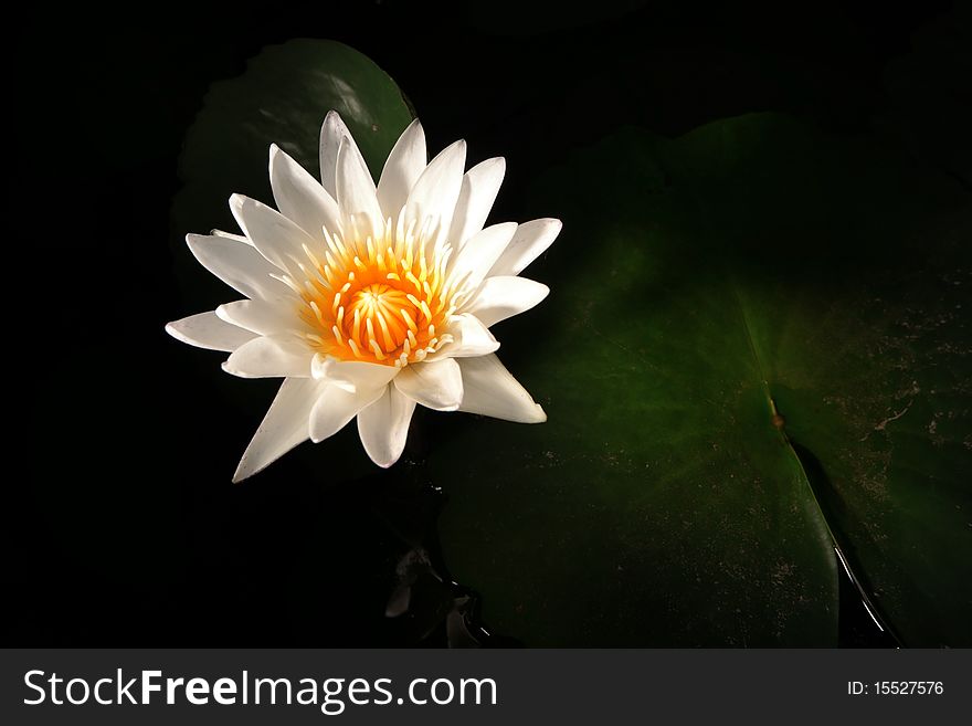 Water Lily Cereal Plant Lotus