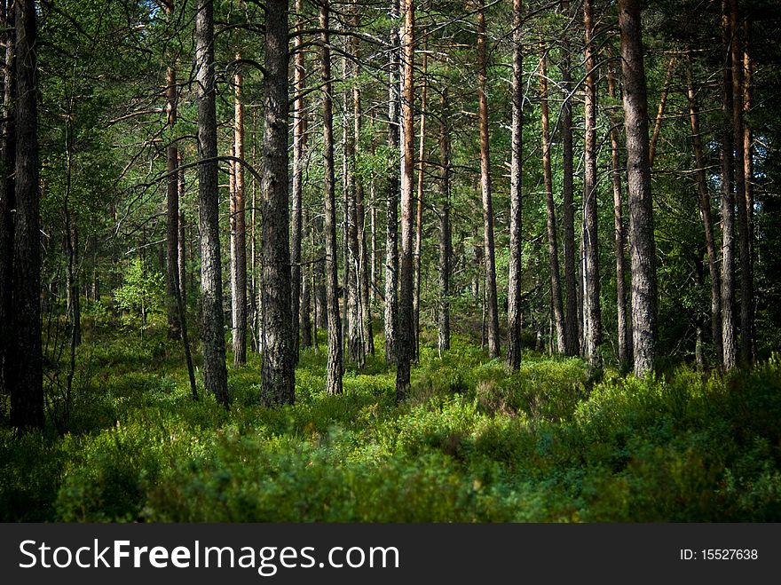 Summer in the dense pinetree forest with thick green floor. Summer in the dense pinetree forest with thick green floor