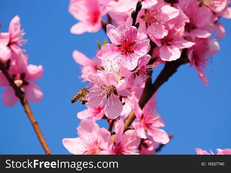 The bee flies up to a blossoming oriental cherry. The bee flies up to a blossoming oriental cherry