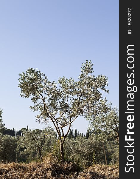 Olive tree on a summer morning