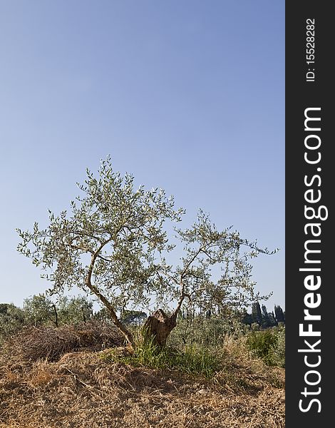 Olive tree on a summer morning