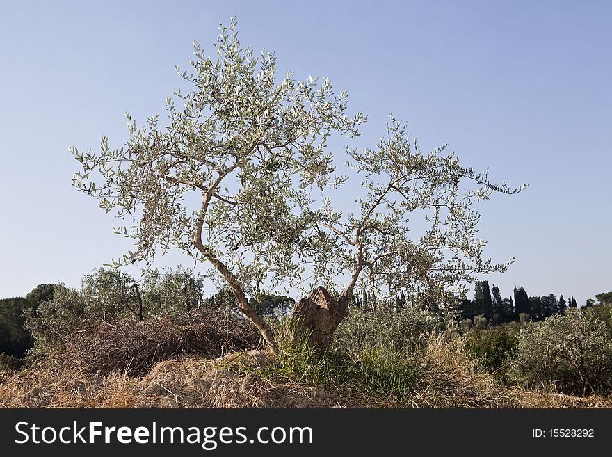 Olive tree on a summer morning