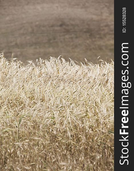 Blowing Wheat on a field