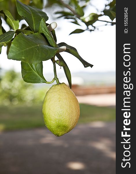 Lemon on a tree with short focal depth