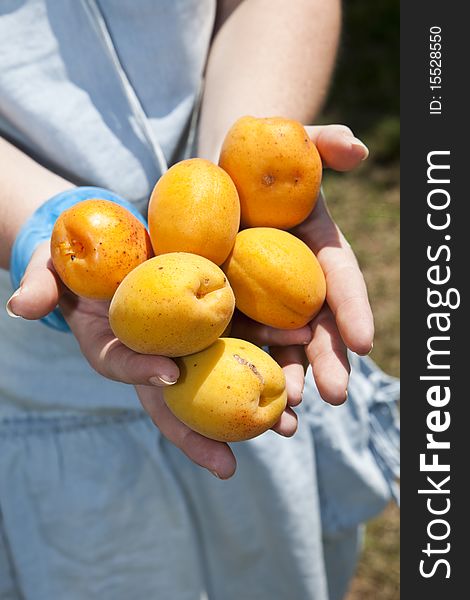 Female Hands full of Apricot