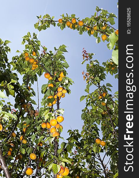 Apricots on a branch towards blue sky