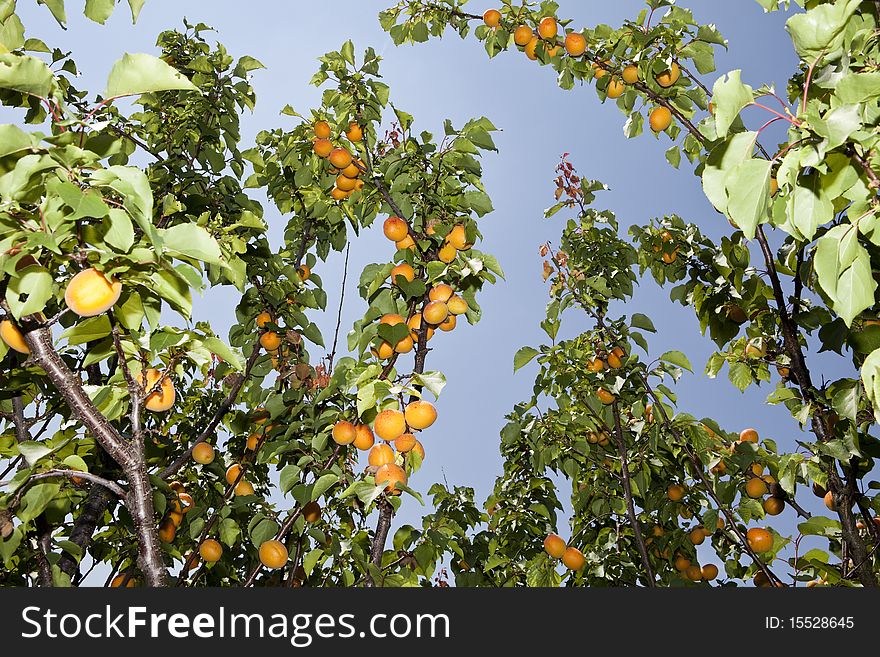 Apricots on a branch towards blue sky