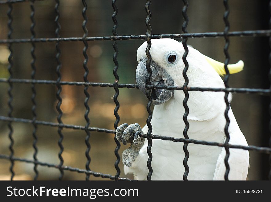 White Macaw in the bird cage