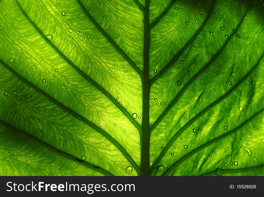 Close up shot of a bright green leaf. Close up shot of a bright green leaf