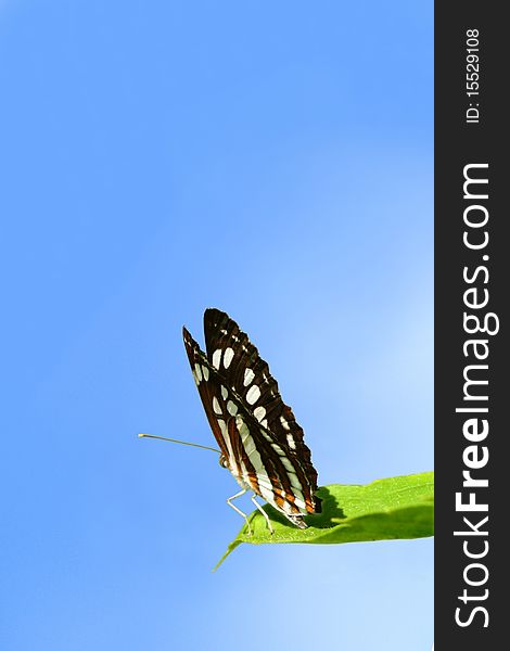 A butterfly sitting on a leaf against sky background. A butterfly sitting on a leaf against sky background