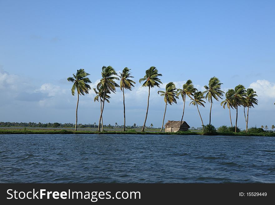 Coconut trees and backwaters of Kerala, India.