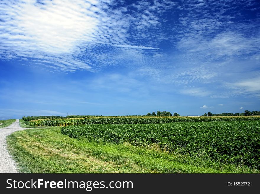 Beautiful fields of corn and soy with road beside them and blue sky above. Beautiful fields of corn and soy with road beside them and blue sky above