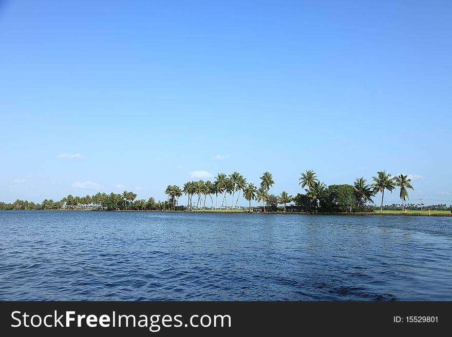 Coconut trees along the backwaters of Kerala, India.
