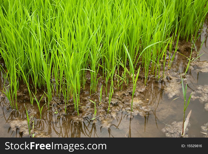 A small patch of rice field in the Philippines