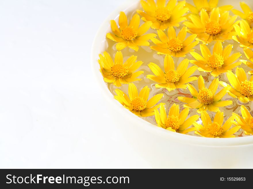 Close up of yellow flowers in water on a white background