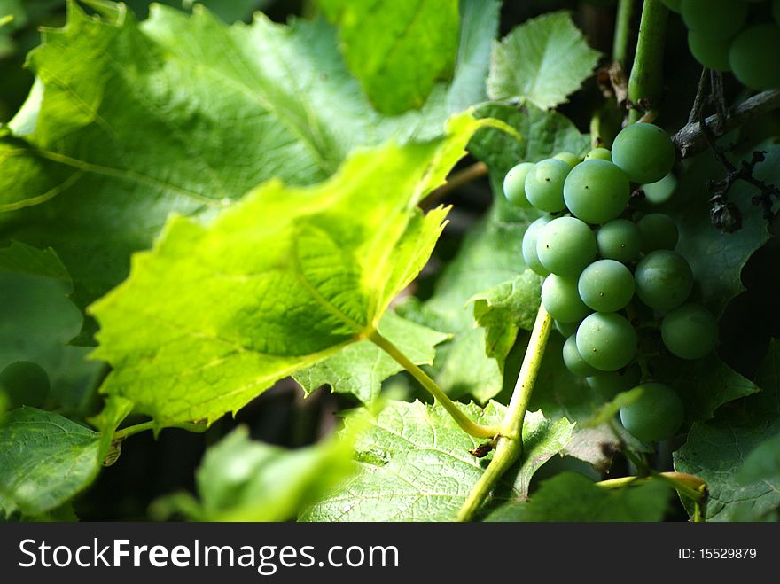 Bunch of green grapes on the nature. Bunch of green grapes on the nature