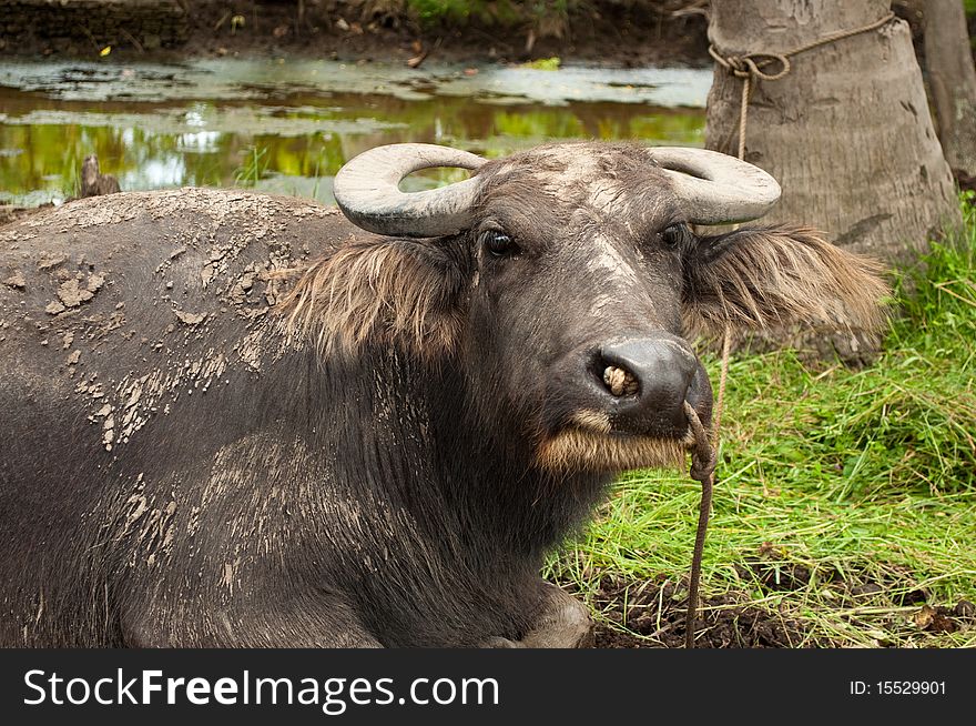 Philippine water buffalo tied-up to a coconut tree