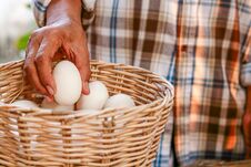 Farmers Keep Duck Eggs In The Basket. Royalty Free Stock Photos