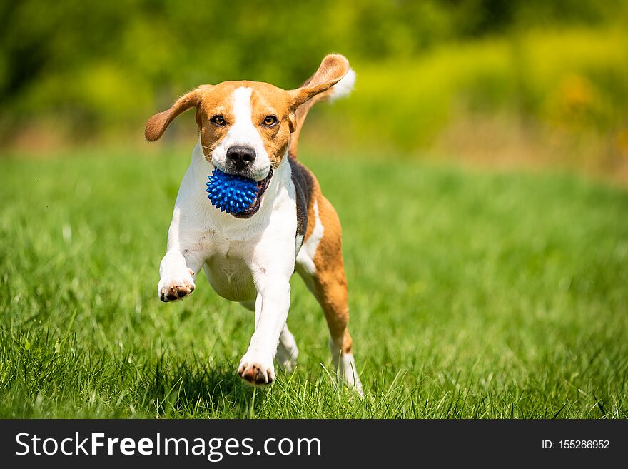 Beagle dog runs through green meadow towards camera