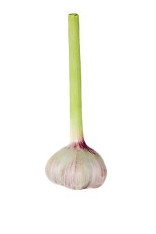Garlic Stock Photography Garlic Stock Photography