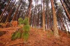 Conifer Trees Royalty Free Stock Photography Conifer Trees Royalty Free Stock Photography