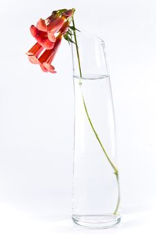 Three Red Flowers In Transparent Vase Royalty Free Stock Photo Three Red Flowers In Transparent Vase Royalty Free Stock Photo