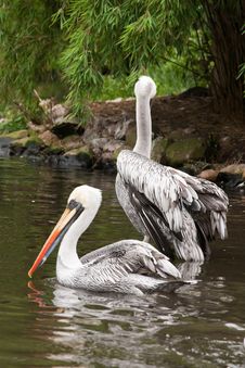 Cute Pelicans Stock Photos Cute Pelicans Stock Photos
