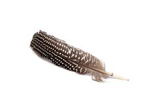 Feather Stock Photography