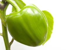 Green Pepper Royalty Free Stock Image