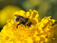 Bumblebee On A Flower. Stock Images