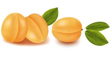 Ripe Apricots. Royalty Free Stock Image