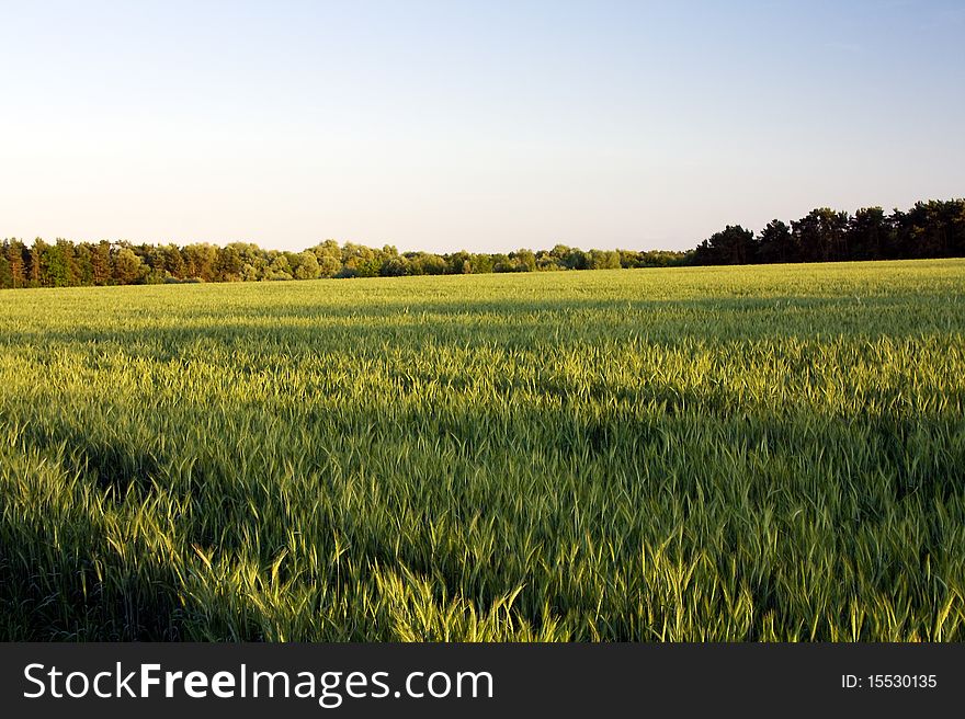 Agricultural field on which grain plants grow. Agricultural field on which grain plants grow