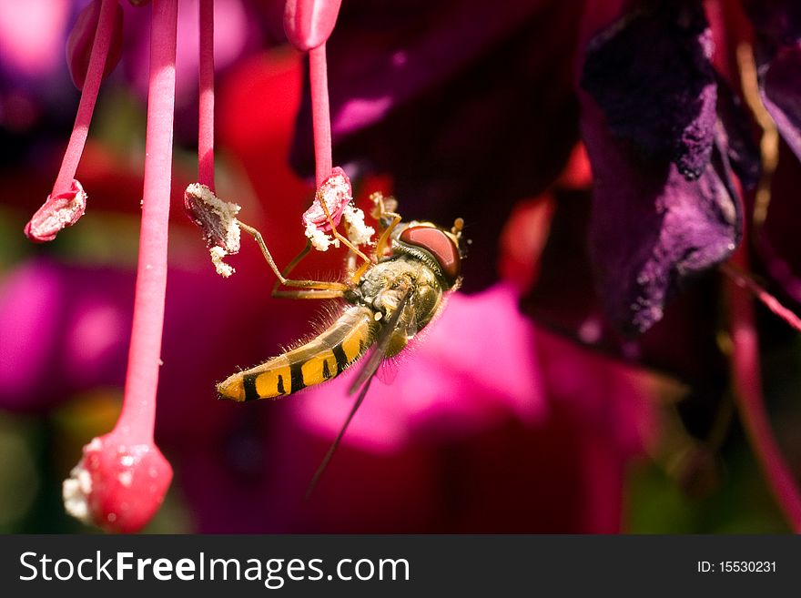 Flying Insect collecting Nectar from a plant