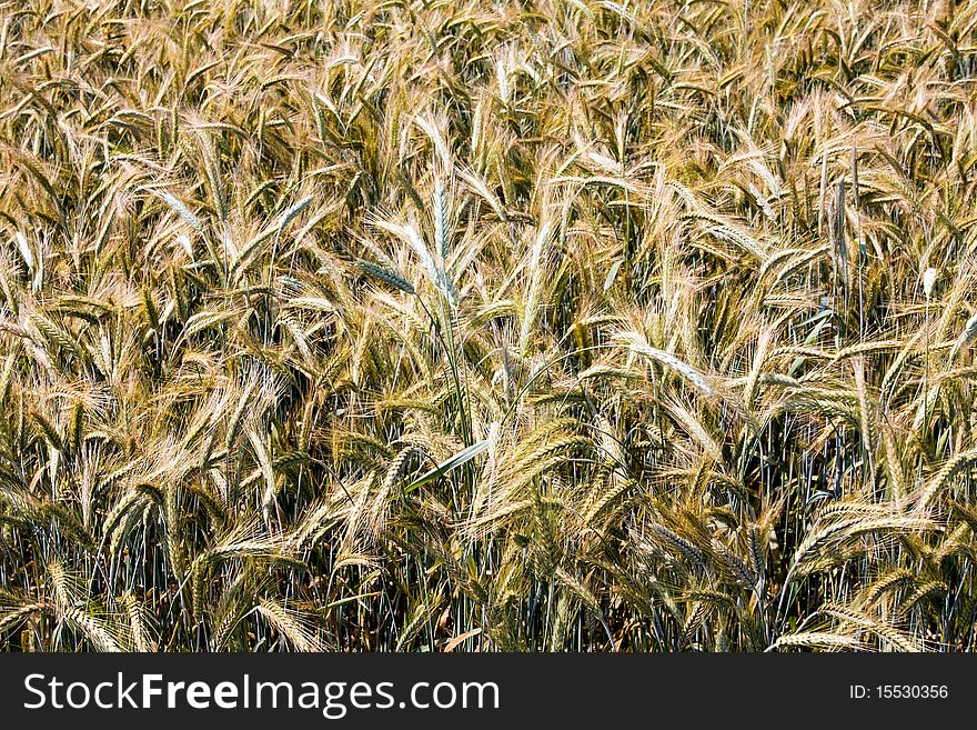 Field part on which ears of the ripened grain plants grow. Field part on which ears of the ripened grain plants grow