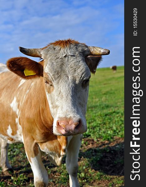 Cow on the field during the sunny day.