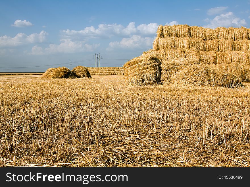 Cleaned grain, straw from which is combined in a stack. Cleaned grain, straw from which is combined in a stack