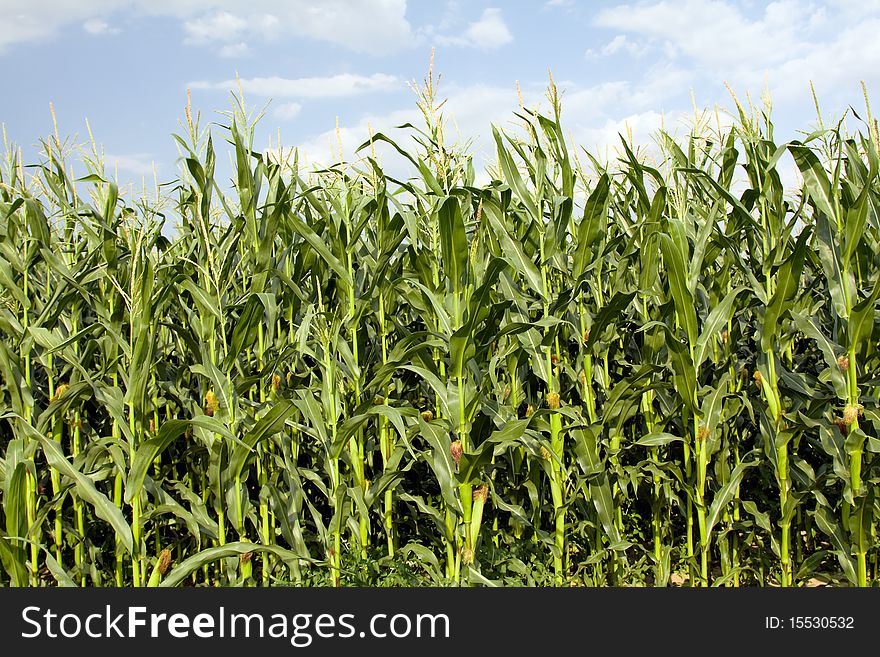 Green corn growing in an agricultural field. Green corn growing in an agricultural field