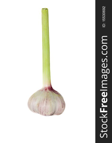 One head of garlic on a white background