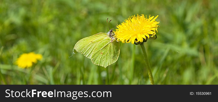 Yellow butterfly on a dandelion in summer day. Yellow butterfly on a dandelion in summer day.