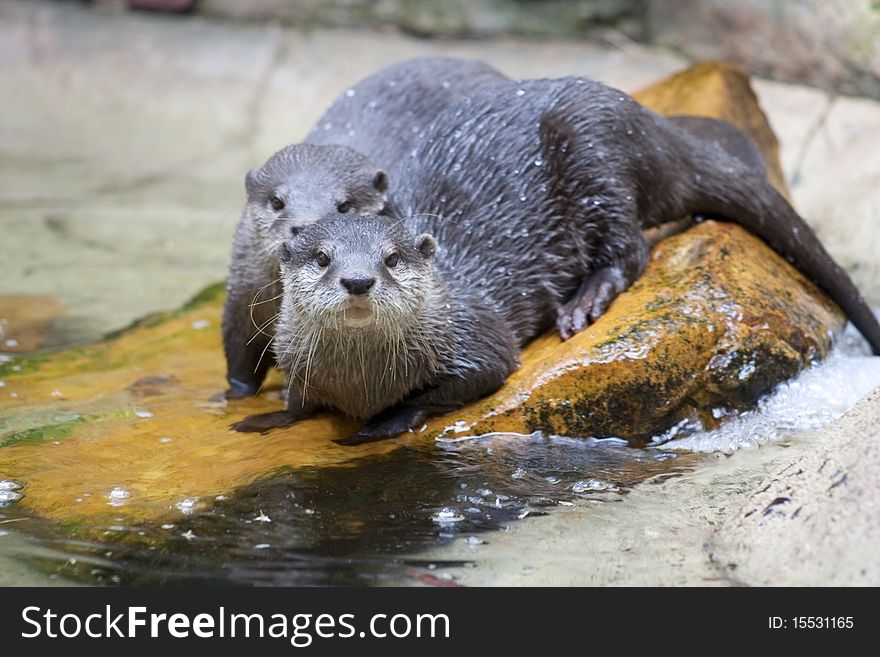 Asian Small-Clawed Otters take a swim in a stream, they are found in South-East Asia in countries such as Indonesia, Malaysia, Philippines, South China and Himalayan regions.