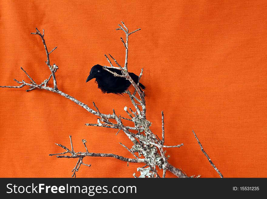 Halloween Raven on a dead branch with an orange backgound
