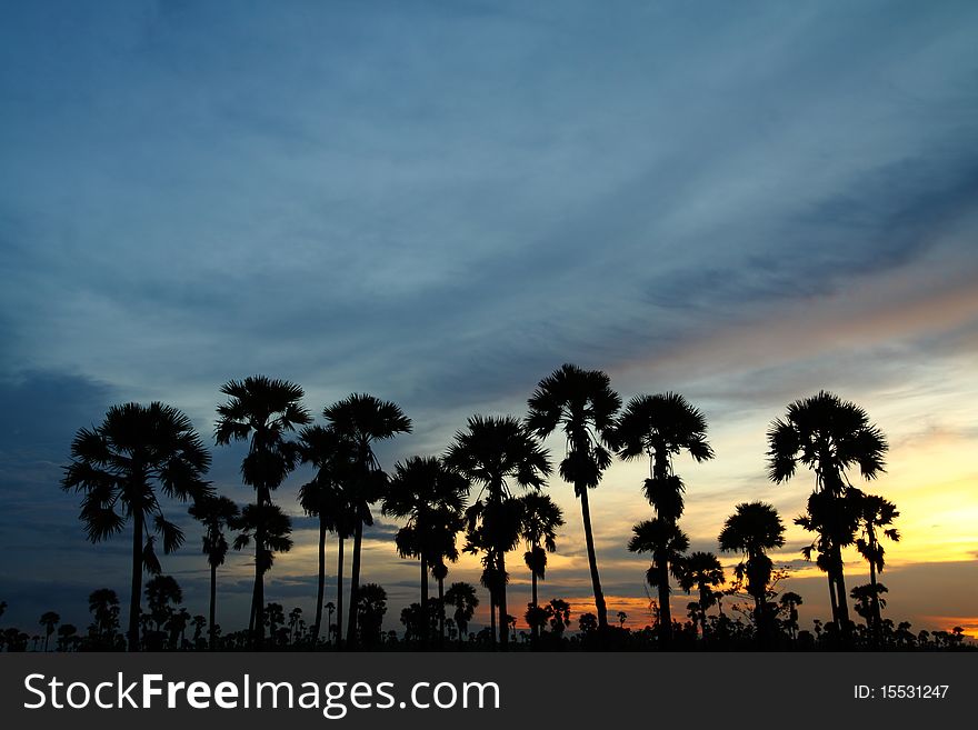 Silhouette of palm trees. palm trees sunset golden blue sky backlight in Thailand.