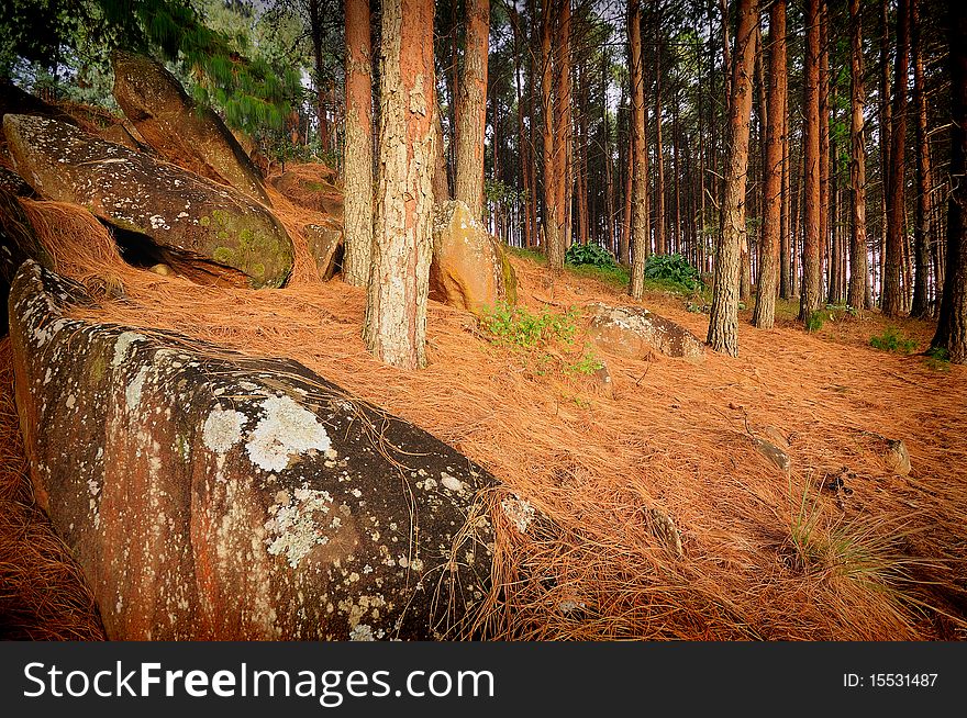 Conifer trees with a rock in the front