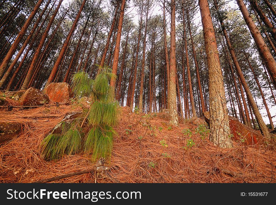 Conifer Trees