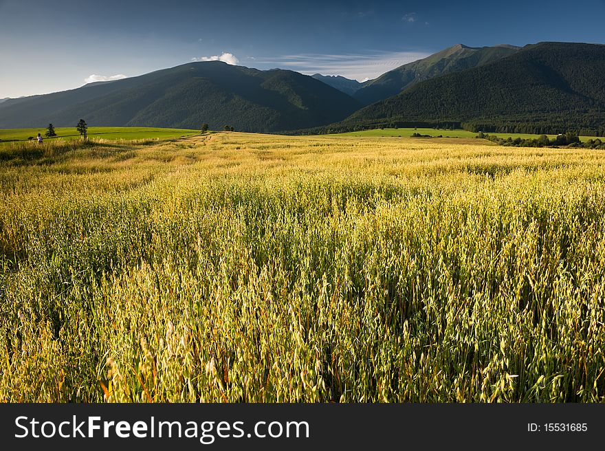 Summer scenery with a field, mountains, and a runner. Summer scenery with a field, mountains, and a runner