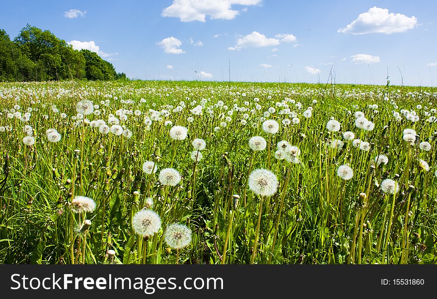 Dandelions In Field