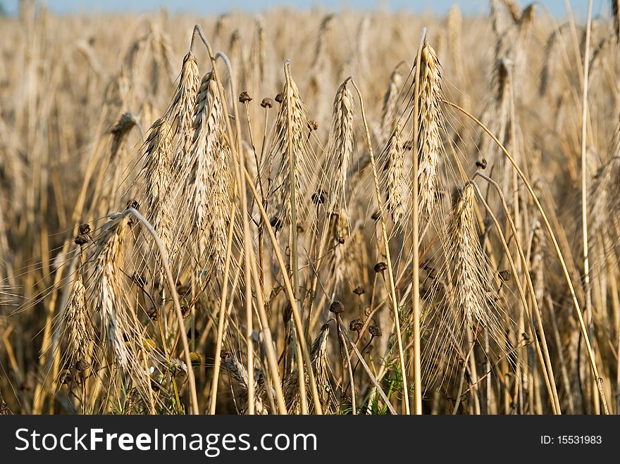 Wheat and blue sky natural