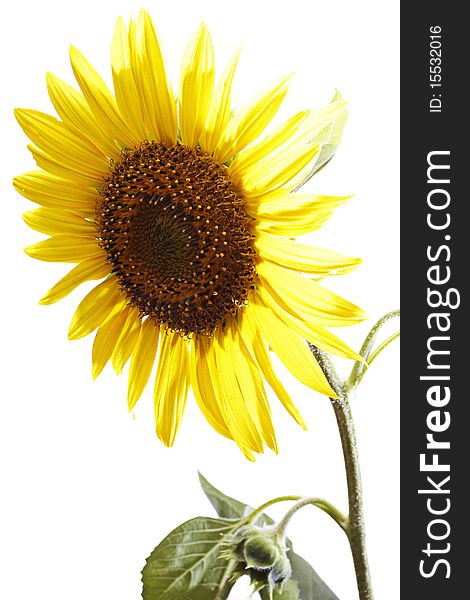 Sunflower isolated on a white background