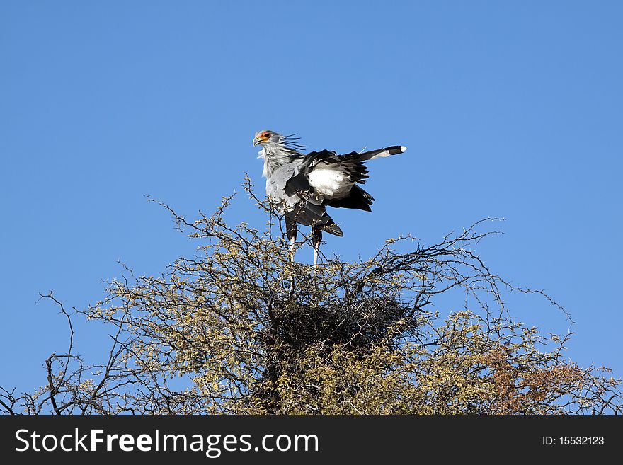 A male secretary bird, Sagittarius serpentarius, roosting in a camel thorn tree in the Kgalagadi Transfrontier National Park in South Africa and Botswana. It has loose black feathers behind its head that look like quills that were earlier used as pens. It walks through savannah grassland looking for insects, lizards, rodents and snakes, but it roosts in the tops of trees.